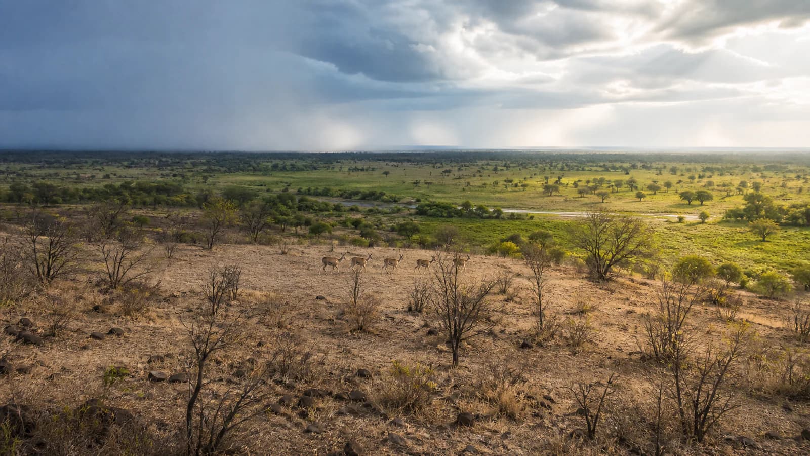 Antilopi tra terreno secco e savana verde mentre arriva la pioggia