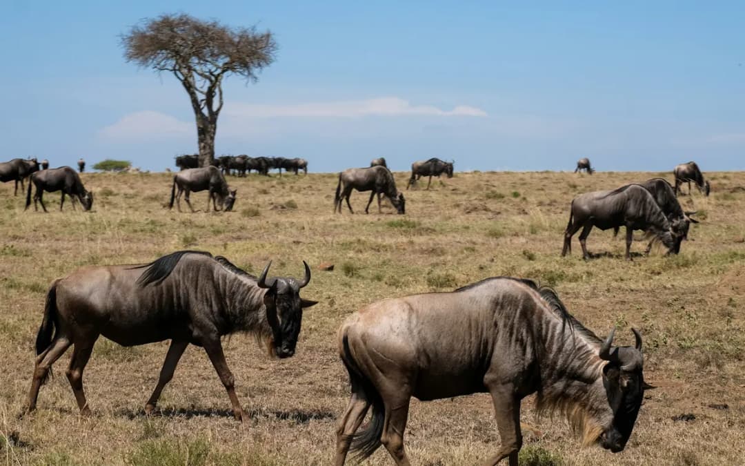 Mandria nella savana del Kenya